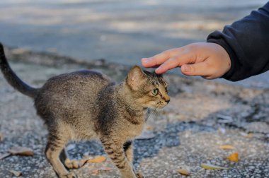 Bir kadının eli, kedi yavrusunun kafasını bokeh arka planda okşar. Evcil hayvanlar günü.