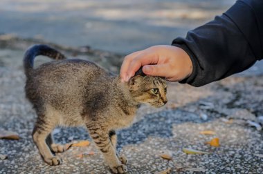 Bir kadının eli, kedi yavrusunun kafasını bokeh arka planda okşar. Evcil hayvanlar günü.