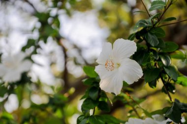 Bokeh arkaplanlı beyaz amber çiçeği