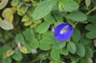 Bahçedeki mavi çiçek