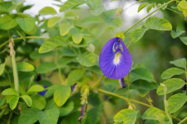 Bahçede mor bezelye çiçeği