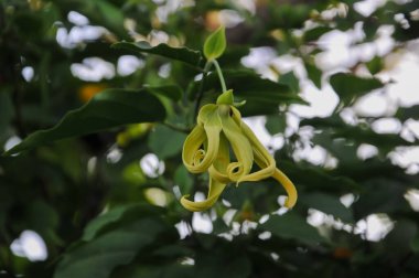 yeşil yaprakların arka planında ylang ylang çiçekleri