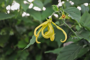 yeşil yaprakların arka planında ylang ylang çiçekleri
