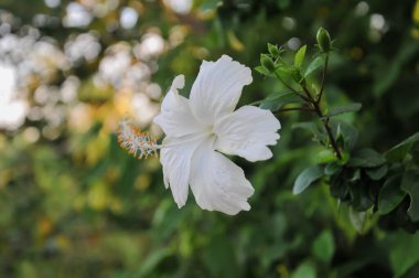 Yeşil çalılıklarda beyaz amber çiçeği