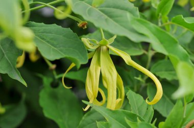 Cananga odorata, Filipinler, Malezya, Endonezya ve Yeni Gine 'ye özgü bir tropikal ağaçtır..