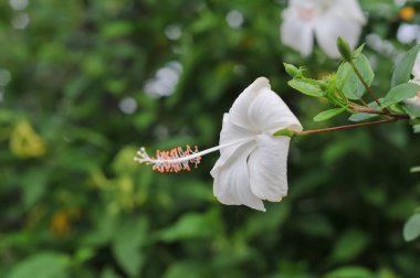  Hibiscus, Malvaceae familyasından bir bitki cinsidir.