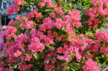 Bahçedeki güzel pembe çiçekler