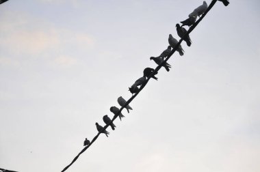 Çatıdaki güvercinler