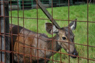 Hayvanat bahçesindeki geyik