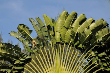 Ravenala madagascariensis, Madagaskar 'da bulunan ve yolcu palmiyesi veya Doğu-Batı palmiyesi olarak da bilinen tek tip çiçekli bir bitki türüdür. Bu gerçek bir avuç içi değil.