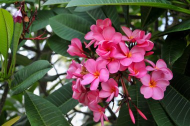 Plumeria çiçekleri parkta çiçek açıyor.