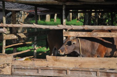 Tahta kafesteki inek, kurbanlık hayvan.