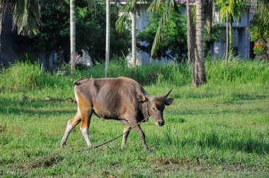 yeşil alan otlatma inek