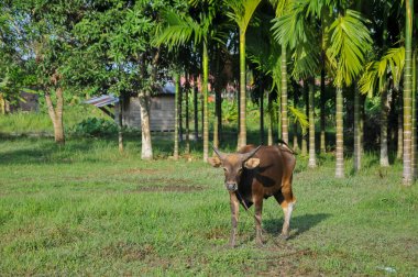 Tayland alanında inek