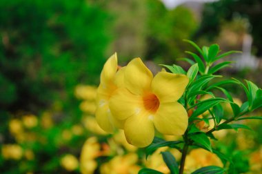 Alamanda çiçekleri Brezilya 'dan gelen parlak renklere sahip güzel çiçeklerdir..