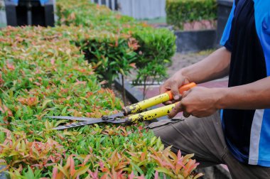 Adam iş yerinde çim biçiyor.