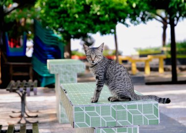 Çatıdaki kedi.