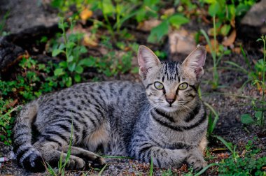 Bokeh arkaplanı olan kediyi kapat