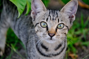 Bahçedeki kedi