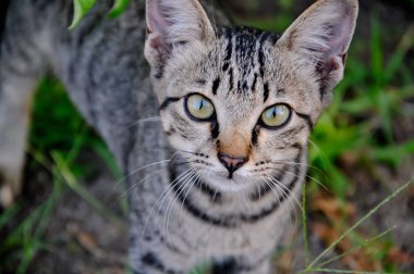 Bahçedeki Bengal kedisi.