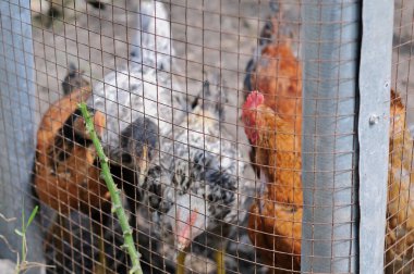 Bir sürü horoz ve tavuk