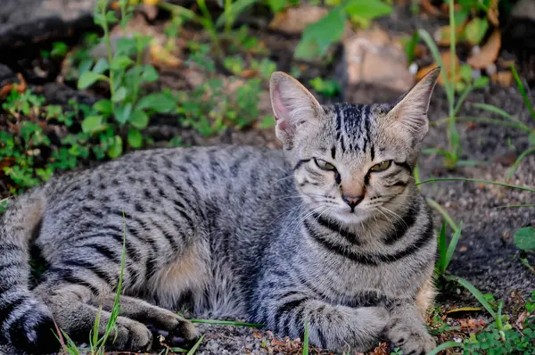 Bokeh arkaplanı olan kediyi kapat