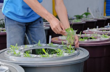 Aquaponics çiftliğindeki saksıları tutan çiftçilerin elleri
