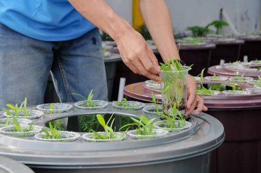 Aquaponics çiftliğindeki saksıları tutan çiftçilerin elleri