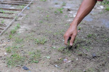 Erkek eli bahçede dikiliyor.