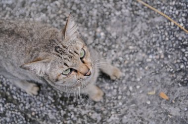 Sokaktaki sevimli kedi.