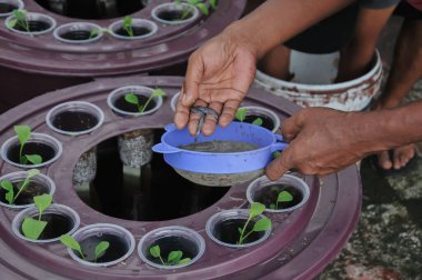 Aquaponic sisteminde yayın balığı tohumları sağlıyorum.