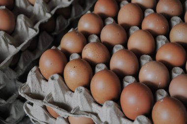 Piyasada kahverengi tavuk yumurtası