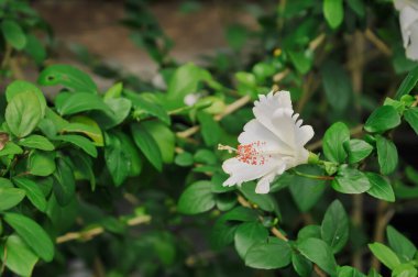 yeşil yapraklı beyaz amber çiçekleri