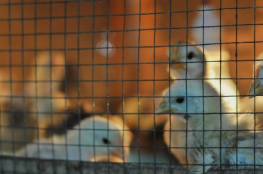 Piliçler tavuk çiftliğinde bir kafeste tutulur.