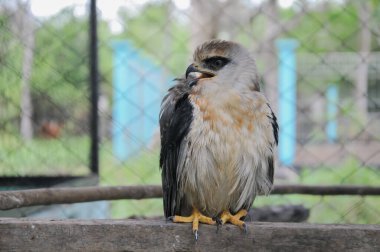 Doğadaki kuşa yakın.
