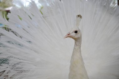 Ormanın arka planında beyaz bir tavus kuşu