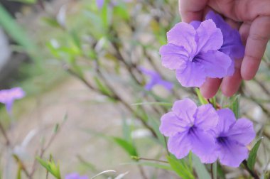 a woman's hand holding Ruellia simplex in a city park clipart