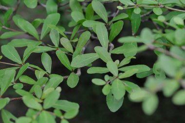 Doğadaki yeşil yapraklar