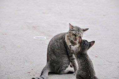 Kediler şehir parkında oynuyor.
