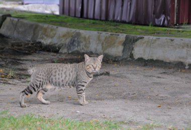 Kediler şehir parkında oynuyor.