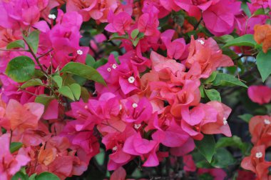 Bougainvillea buttiana, Bougainvillea glabra ve Bougainvillea peruviana 'nın bir bahçe melezi..