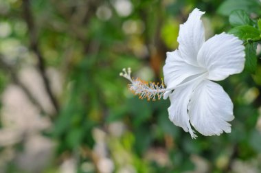 Yumuşak odaklı beyaz yasemin çiçekleri.