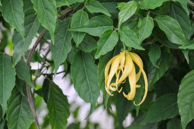 Yasemin yeşil ve sarı çiçekleri