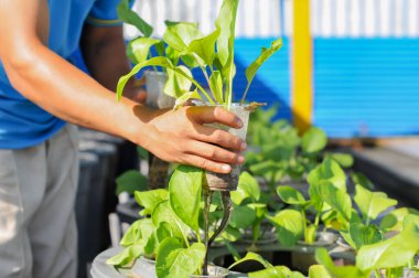 Aquaponic sistem metodunu kullanarak çiftçilik