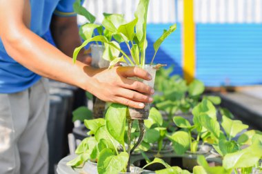 Aquaponic sistem metodunu kullanarak çiftçilik