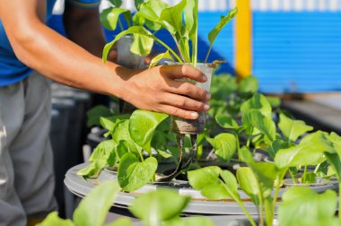 Aquaponic sistem metodunu kullanarak çiftçilik