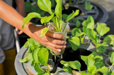 Aquaponic sistem metodunu kullanarak çiftçilik