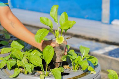 Aquaponic sistem metodunu kullanarak çiftçilik