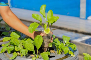 Aquaponic sistem metodunu kullanarak çiftçilik