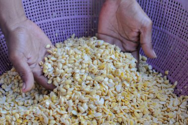 soya fasulyesi temizleme işlemi